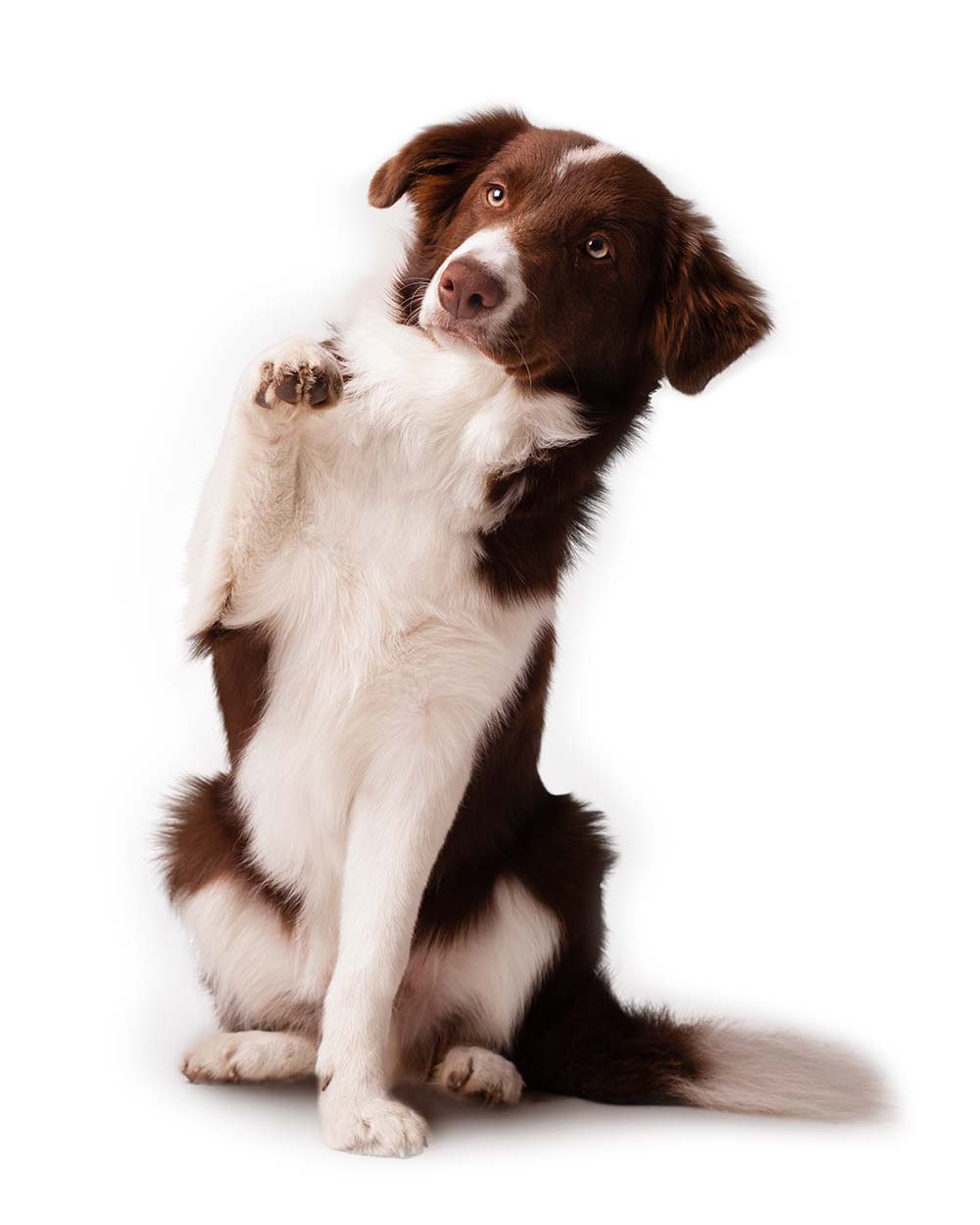 border-collie